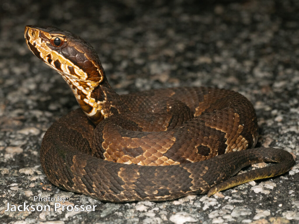 <p>Agkistrodon piscivorous</p><ul><li><p>Family Viperidae</p></li><li><p>Suborder Ophidia (Serpentes)</p></li><li><p>Order Squamata</p></li><li><p>Subclass Lepidosauria</p></li></ul><p></p>