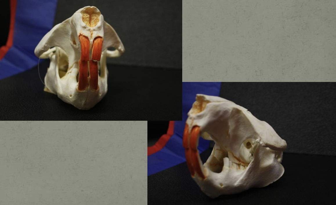 <p>Identify this skull</p>