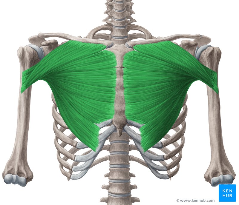 <p> flexion, adduction, and rotation of the arm.</p><p>insertion: interbercular groove</p><p>Original: clavicular head</p>