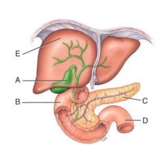 <p>A</p>