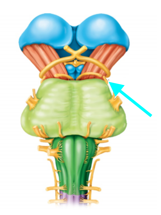 <p>Nerve, number, sensory or motor?</p>