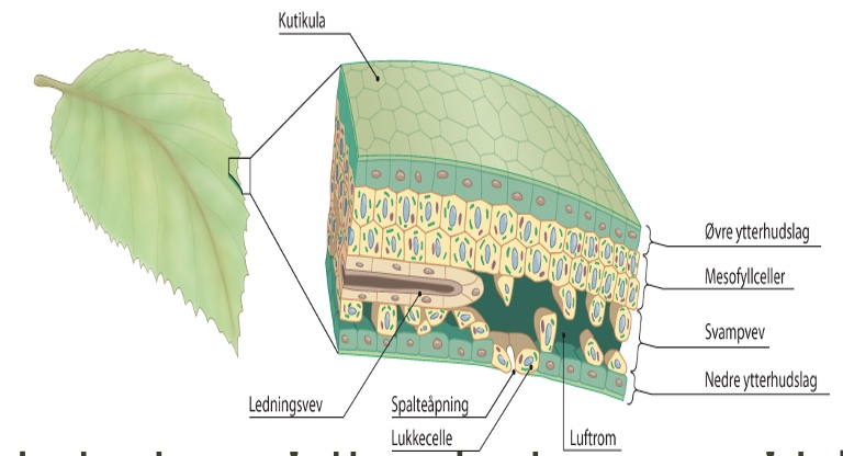 <ul><li><p>Fotosyntese foregår hos planter og alger (<strong>produsenter/autotrofe</strong>)</p></li><li><p>Fotosyntesen foregår hovedsakelig i de <strong>grønne delene</strong> av planter og trær</p><ul><li><p>De grønne delene av planter og trær inneholder organellen <strong>kloroplaster</strong>, som inneholder bl.a. <strong>pigmentet klorofyll</strong>. Klorofyll gjør fotosyntese mulig, fordi det er et pigment som absorberer bestemte bølgelengder av lys (mest <strong>blått og rødt</strong>), og reflekterer grønt tilbake - derfor ser de grønne ut. Når de absorberer lysenergien så gir det energi til til elektroner slik at de <strong>eksiteres</strong> og starter hele energioverføringen i fotosyntesen.</p><ul><li><p>I et tre: </p><ul><li><p><u>Lysenergi</u> kommer fra solen, inn mot treet og treffer klorofyll oppå fotosystemene (2 og 1) </p></li><li><p><u>CO2</u> transporteres inn i bladene gjennom spalteåpningene </p></li><li><p><u>H2O</u> transporteres gjennom røttene, gjennom ledningsvevet og til mesofyllcellene (her skjer fotosyntese): </p><ul><li><p><strong>Mesofyllcellene</strong> → <strong>kloroplaster</strong> → <strong>tylakoidmembranen og stroma</strong></p></li><li><p>Glukose kobles sammen og danne sukker og enten: </p><ul><li><p>Transporteres gjennom ledningsvevet og ned til røttene for å lagre sukkeret </p></li><li><p>Sendes videre til andre celler for vekst </p></li></ul></li></ul></li></ul></li></ul></li></ul></li></ul><p></p>