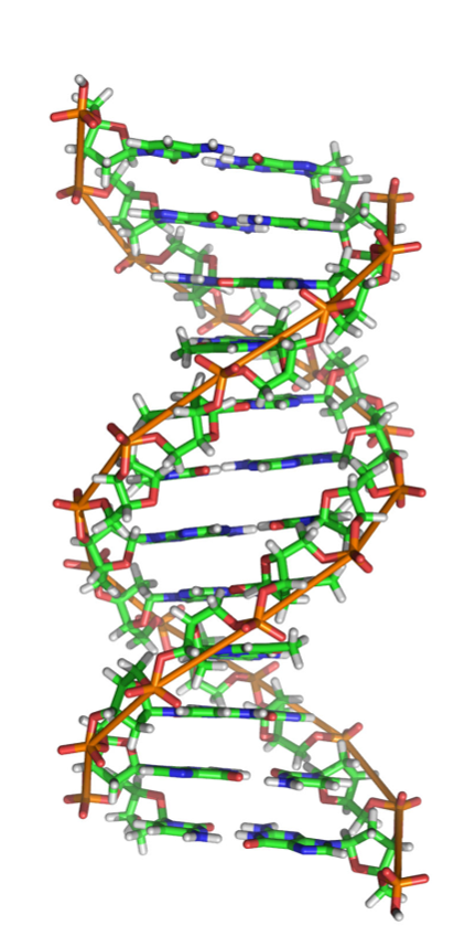 <ul><li><p>right-handed</p></li><li><p>is the standard form in biological systems</p></li></ul><p></p>