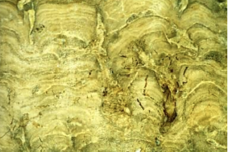 <p>Formed by organisms (like <strong>Cyanobacteria</strong>) that grow in layers and "bind" or glue the sediment together.</p>