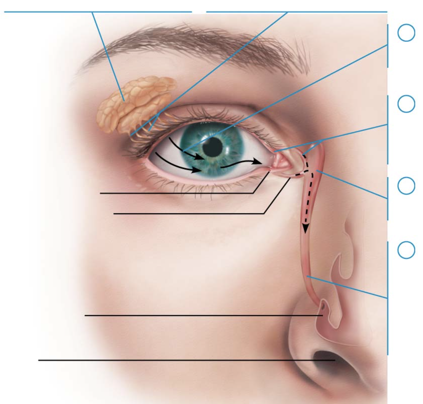 <p>bottom blue arrow on right</p>