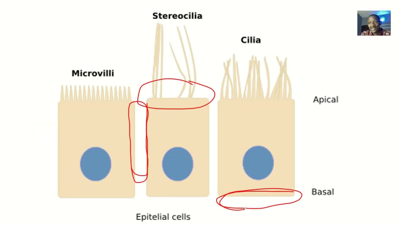 <p>Surface of epithelial cells vary depending on where they are located and their role: Smooth, Microvilli (brush border), Cilia, Keratin</p>