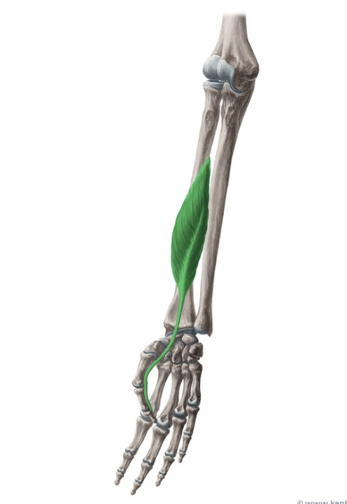 term image