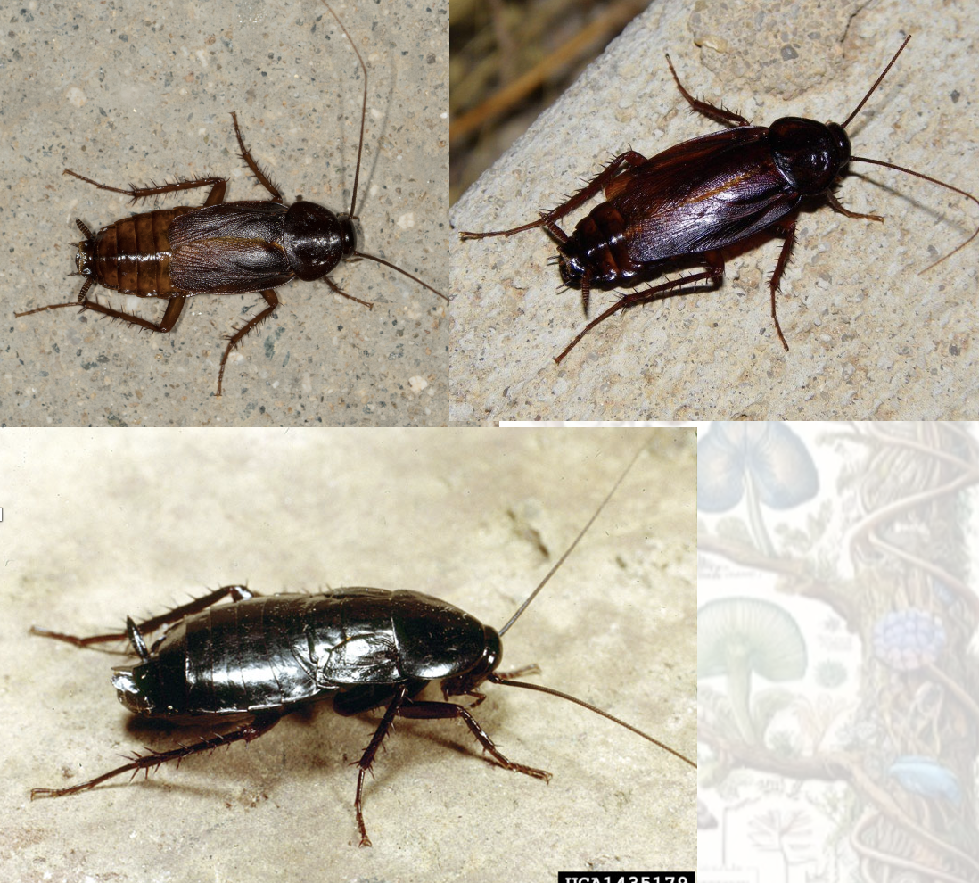 <p>Latin, magyar, védett?</p>