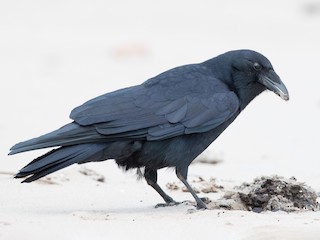 <p>Fish Crow</p>