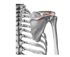 <p>Origin: superior nuchal line (on occipital bone), external occipital protuberance (EOP), ligamentum nuchae, C7-T12 spinous processes (SPs)</p>