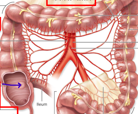 knowt flashcard image