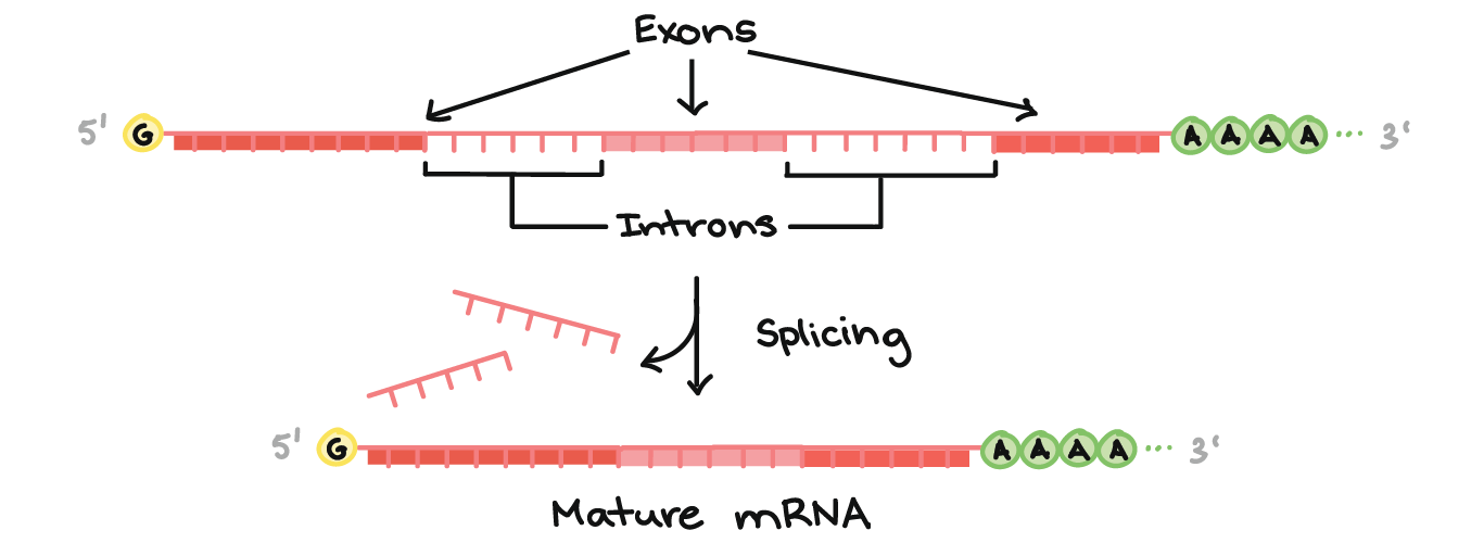 <p>coding sequences called exons are interrrupted by introns. Transcription produces a pre-mRNA corresponding to the entire gene sequence. Introns are removed and exonds are connected (spliced)</p>