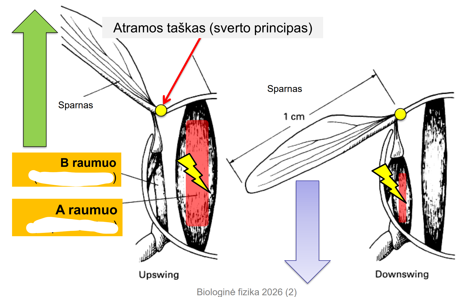 <p>kokie svertai čia veikia?</p>