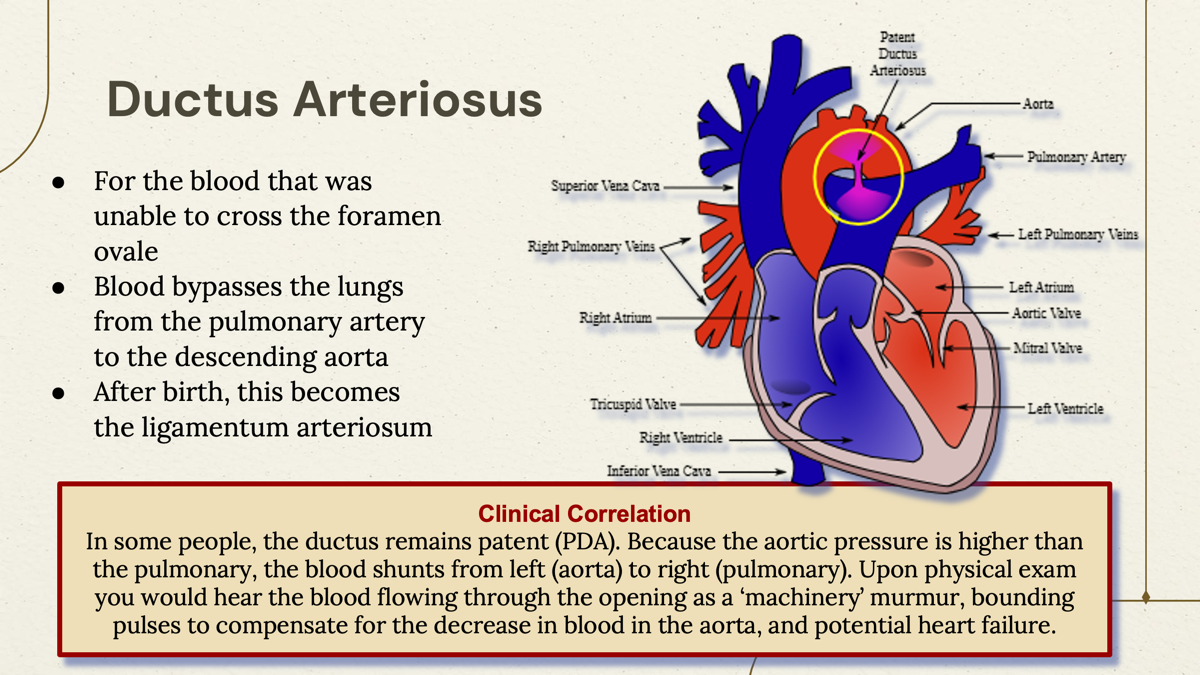 <p>The <u>Ductus Arteriosus</u>, which connects the pulmonary artery to the descending aorta, allowing blood to bypass the non-functioning fetal lungs. </p>
