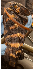 <p>What species is this</p>