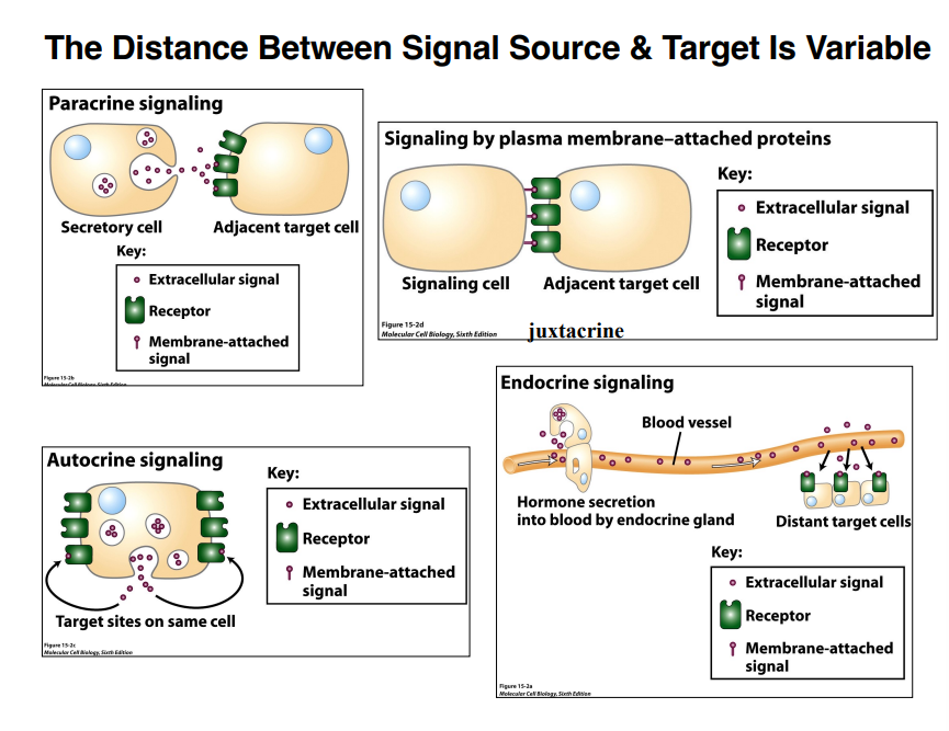 <p><span style="background-color: transparent;"><strong>Categories of Signaling Molecules</strong></span></p>