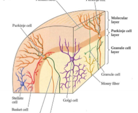 <p>Purkinjeceller och stellatceller.</p>