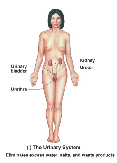 <p>Kidneys, ureters, urinary bladder, urethra</p>
