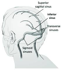 <ul><li><p>Veneuze sinus</p></li><li><p>Veneuze afvoer achterzijde schedel</p></li></ul><p></p>