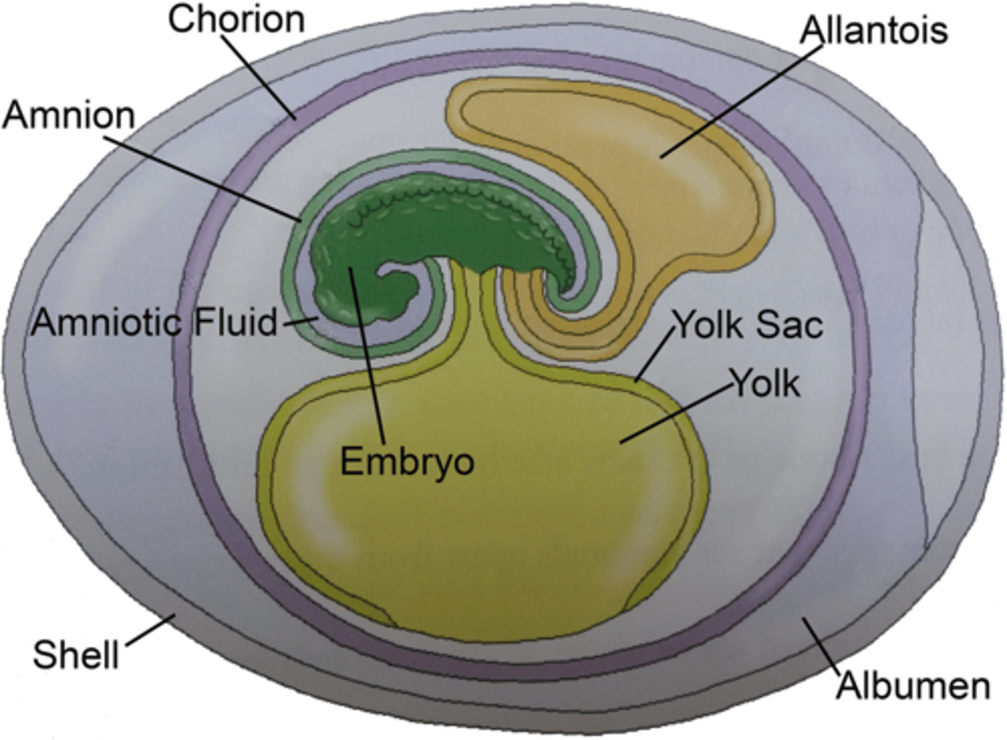 <p>Fertilised eggs that develop extra-embryonic fluid-filled membranes and a hard shell that allow the embryo to survive</p>