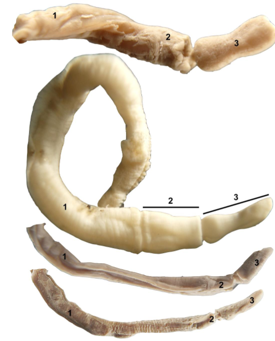 <p>taxa </p><p>label</p>