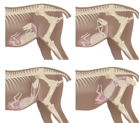 <ol><li><p><span style="background-color: transparent; font-family: "Times New Roman", serif;">Abdominal discomfort, restlessness, uterine contractions</span></p></li></ol><ul><li><p><span style="background-color: transparent; font-family: "Times New Roman", serif;">Fetal positioning</span></p></li></ul><ol start="2"><li><p><span style="background-color: transparent; font-family: "Times New Roman", serif;">Begins with fetal membrane rupture &amp; release of amniotic fluid – “water breaking”</span></p></li></ol><ul><li><p><span style="background-color: transparent; font-family: "Times New Roman", serif;">Abdominal contractions, birth of foal</span></p></li><li><p><span style="background-color: transparent; font-family: "Times New Roman", serif;">Typically 15-30 minutes</span></p></li><li><p><span style="background-color: transparent; font-family: "Times New Roman", serif;">Amniotic membrane should break when born&nbsp;</span></p></li></ul><ol start="3"><li><p><span style="background-color: transparent; font-family: "Times New Roman", serif;">Passing of fetal membranes</span></p></li></ol><ul><li><p><span style="background-color: transparent; font-family: "Times New Roman", serif;">Within 3 hours</span></p></li></ul><p></p>