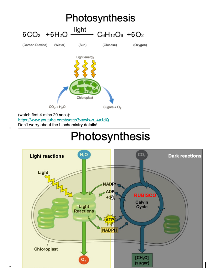 <p>But life can go against the law of entropy:</p>