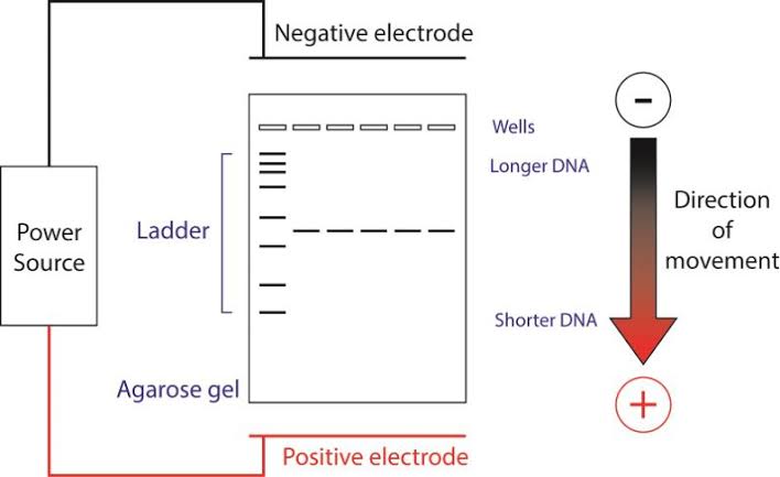 <p>Gel electrophoresis</p>