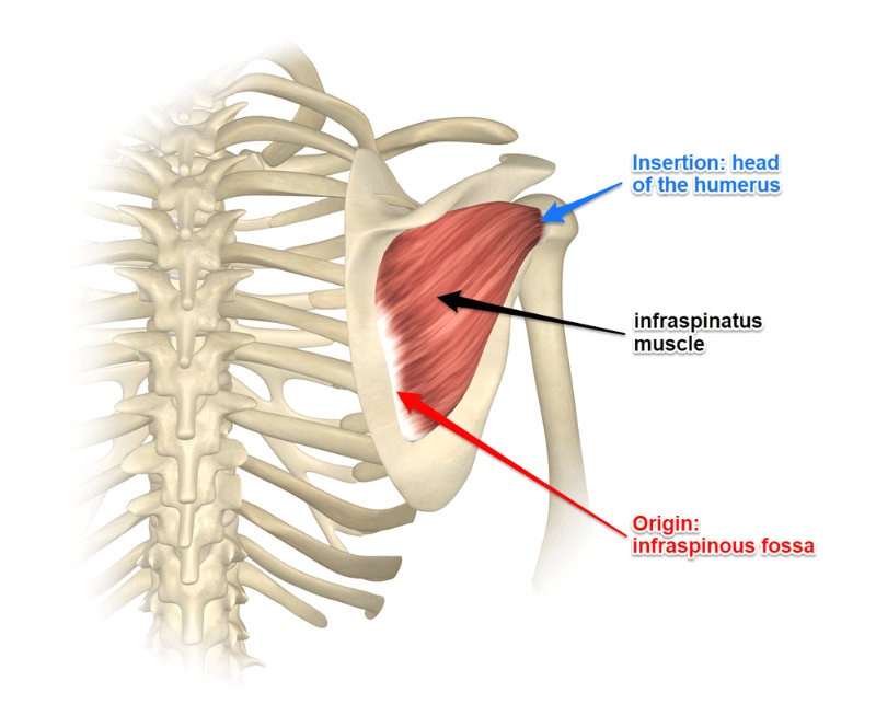 <p>Infraspinatus* **(Muscles crossing the shoulder - arm movement 6 of 9):</p><p>What is IAS<span style="color: rgb(233, 7, 7);">A</span>?</p>