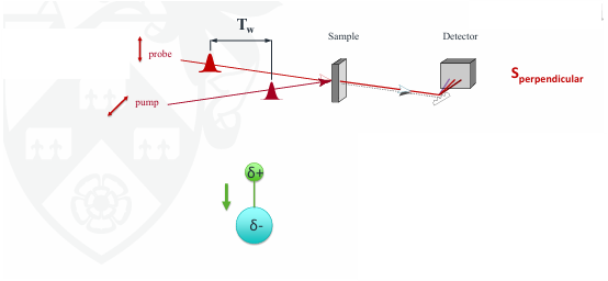 <p>The pump direction is set in a specific direction of polarisation, therefore selecting molecules aligned in the pump direction. </p><p>The pump will only excite molecules in the sample if their dipole is aligned in the same direction (parallel or perpendicular)</p><p>The probe then measures those which are still aligned after pump-probe delay</p>