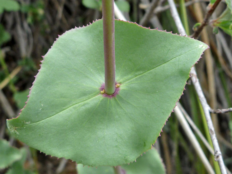 <p>base (or blade) is completely fused around the stem, so that the stem appears to pass through the center of the leaf</p>