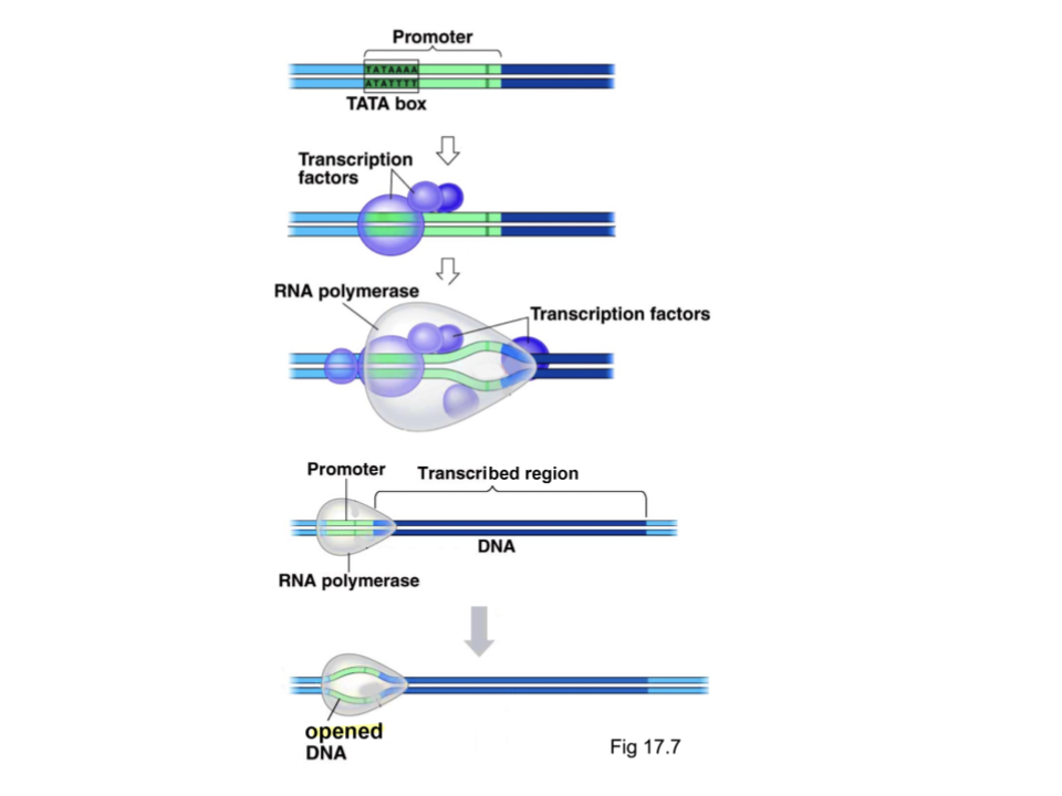 <ol><li><p>RNA polymerase attaches to the promoter behind base pair +1, aided by a general TF protein to find the protein</p></li><li><p>RNA polymerase separates the strands of DNA at the promoter region</p></li></ol><p></p>