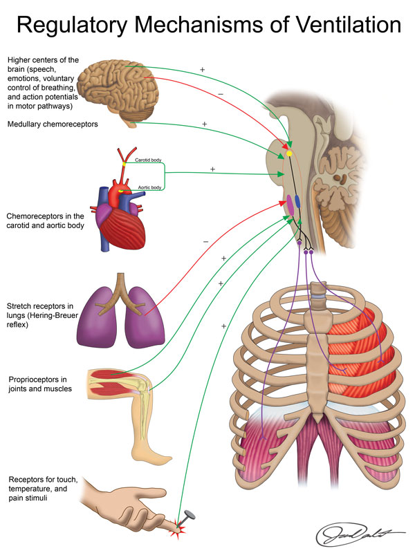 <p><strong>voluntary control</strong></p><p><strong>involuntary control</strong></p><ul><li><p>higher centers of brain</p></li><li><p>chemoreceptors (medullary, carotid body, aortic body)</p></li><li><p>stretch receptors in lung</p></li><li><p>proprioceptors in joints &amp; muscles</p></li><li><p>touch, temperature, pain stimuli receptors</p></li></ul><p></p>