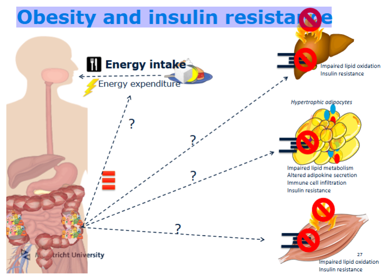 <ul><li><p>Obesity is associated with altered microbiota composition (dysbiosis)</p></li><li><p>Reduced microbial diversity</p></li><li><p>Increased energy extraction from diet</p></li><li><p>Increased inflammation due to endotoxemia</p></li><li><p>Altered SCFA production and signaling</p></li><li><p>Changes in gut permeability</p></li></ul><p></p>