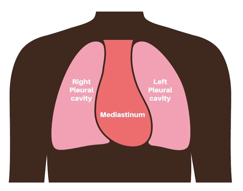 <p><span><strong>space in the middle of your thoracic (chest) cavity</strong>, <strong>between your two lungs</strong>.</span></p><p><span>Inside thoracic cavity</span></p><p><span><strong>contains the esophagus and trachea</strong></span></p>