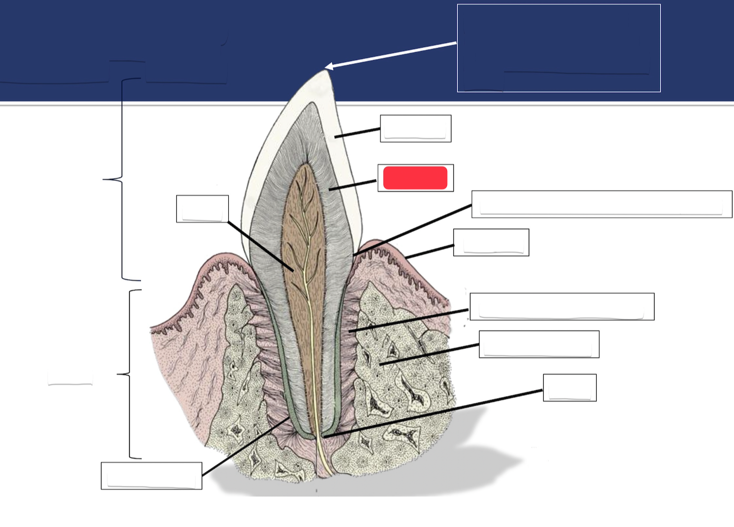 <p>Label this part of the tooth.</p>