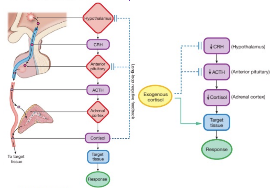 <p>Excess presence of a hormone, causes an <strong>exaggerated </strong>effect of hormones.</p><p>Can be caused by benign tumours (adenomas) or cancerous tumours of <strong>endocrine glands</strong>.</p>