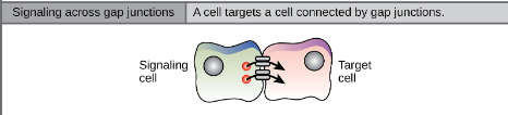 <p>ligand travels directly from cytoplasm to cytoplasm from signaling to target cell</p>