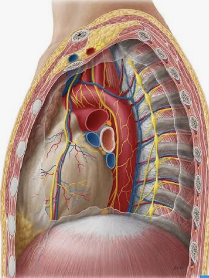 <p>Mediastinum</p>