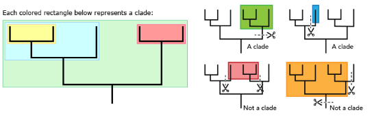 <p>A group of organisms that include an ancestor and all descendants of that ancestor (a branch on the tree of life)</p>