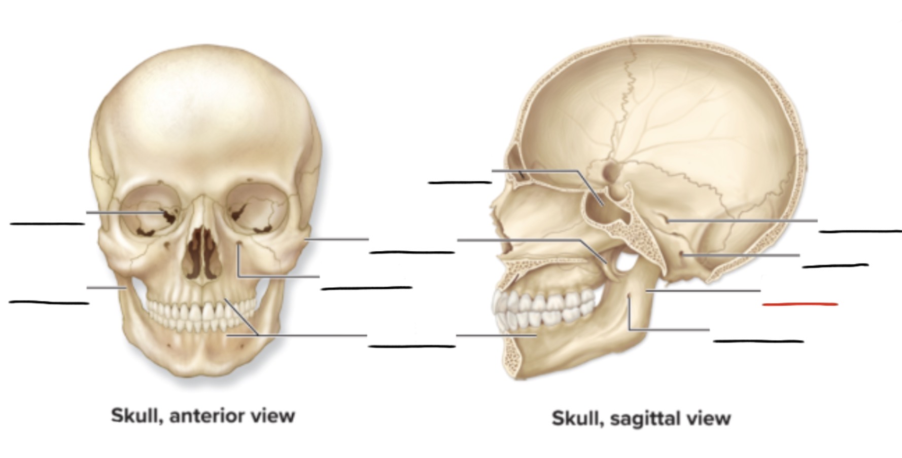 <p><strong>Anatomic Term</strong></p><p>Description</p><p>(General Structure)</p>