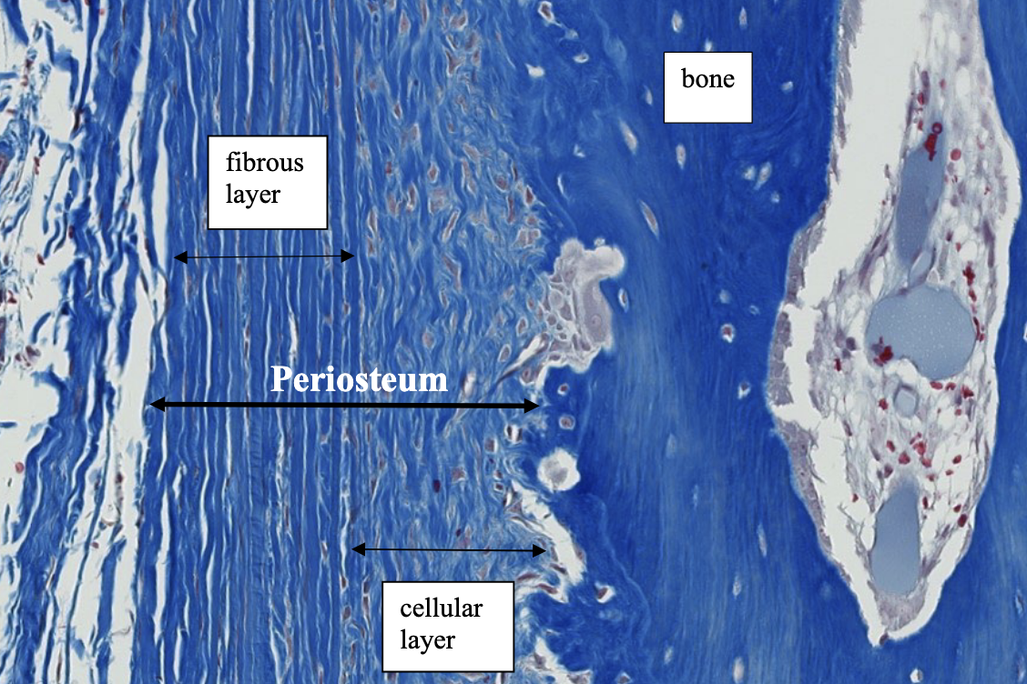 <p>what type of CT is the periosteum made of?</p>