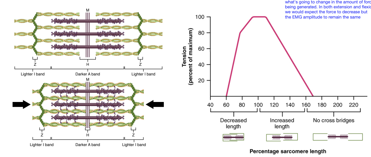 <p>The amount of <strong>force a muscle can produce depends on its length</strong>. There is an <strong>optimal muscle/sarcomere length</strong> where the muscle can produce the most force.</p>