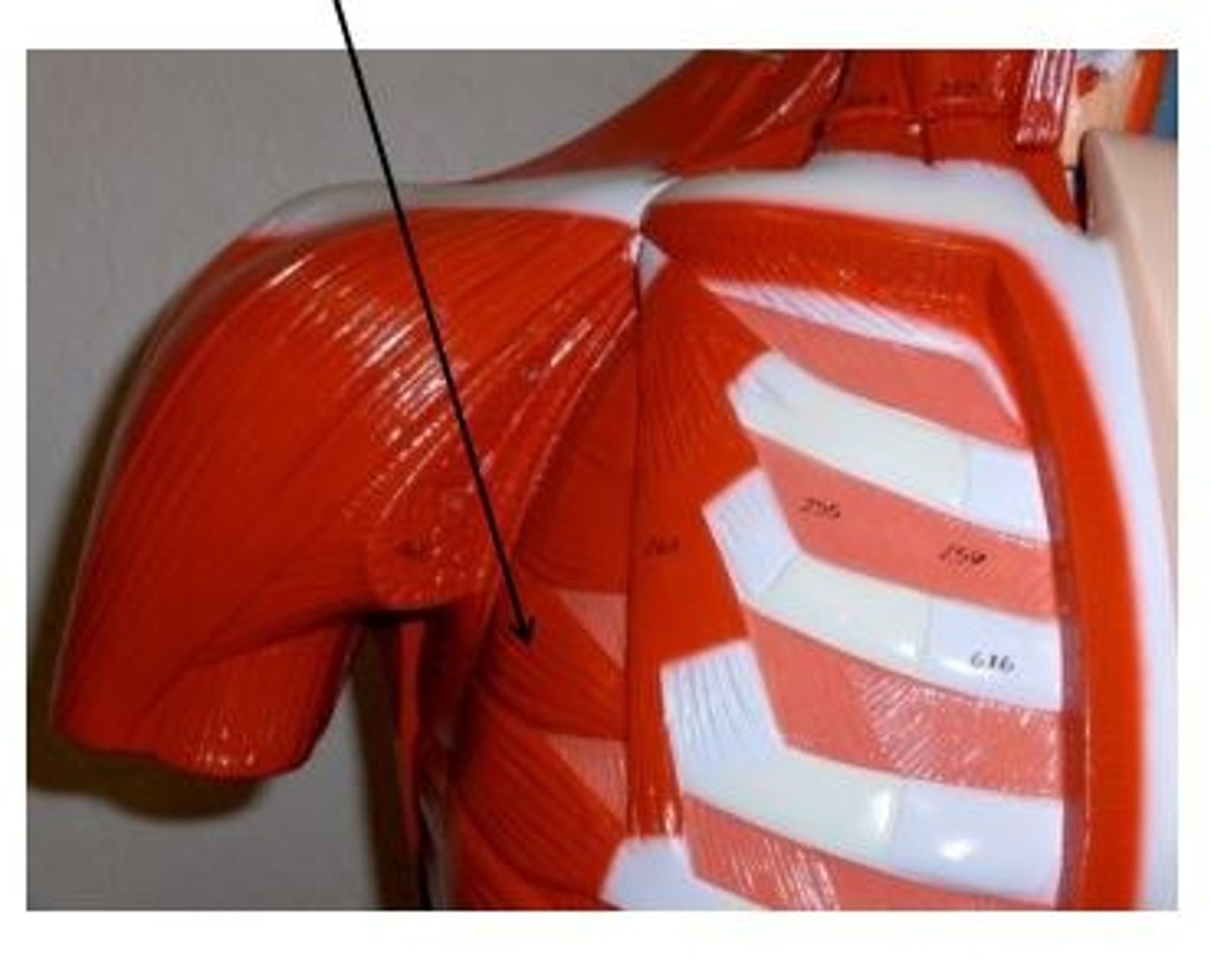 <p>protracts scapula, assists in upward rotation of scapula</p>