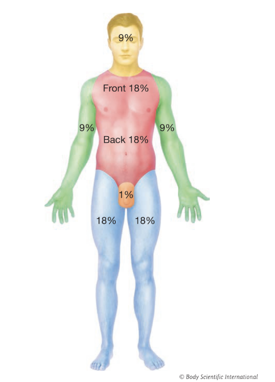 <p>Used to estimate the extent of burned tissue when a large region of skin has been burned:</p><ul><li><p>9% for both the anterior and posterior of the back and neck</p></li><li><p>18% for the anterior and 18% for the posterior of the torso</p></li><li><p>9% for both the anterior and posterior of each arm</p></li><li><p>18% for both the anterior and posterior of each leg</p></li><li><p>1% for the genital region</p></li></ul><p></p>