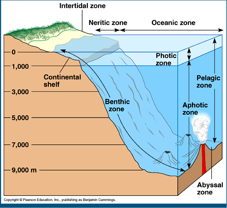 <ul><li><p>deepest portions of the oceans where light cannot penetrate </p></li><li><p>approximately 1,000m below the surface of the water </p></li><li><p>completely dark </p></li><li><p>a lot of animals produce their own light (bioluminescence)</p></li></ul><p></p>