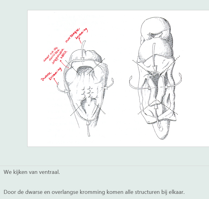 <p>van ventraal (want voor de dwarse kromming staan de pijltjes naar jou, je weet dan ok dat het vloes dat weggesneden is de dooierzak is en niet het amnionvlies).</p>
