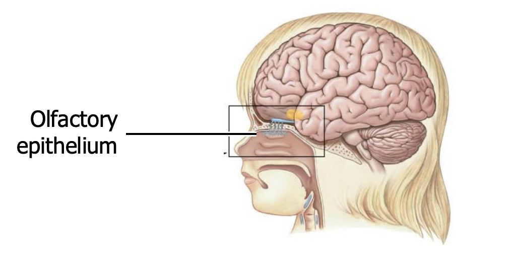 <ul><li><p>are in the<strong> olfactory epithelium</strong></p></li><li><p>This epithelium lies at the <strong>top of the nasal cavity</strong>, covering ~3 cm2 in each of the 2 sides. It contains ~10 million receptor cells in total. </p></li><li><p>The epithelium is <strong>pigmented</strong>. No one knows why, but the richness of its color correlates with olfactory sensitivity: ipale yellow, it smells like a “dark mustard brown”</p></li></ul><p></p>