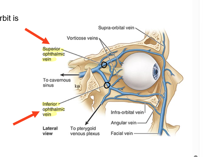 <ul><li><p>through superior &amp; inferior ophthalmic veins</p></li><li><p>pass thru orbital fissure</p></li><li><p>also <strong>central retinal vein</strong></p></li></ul><p></p>