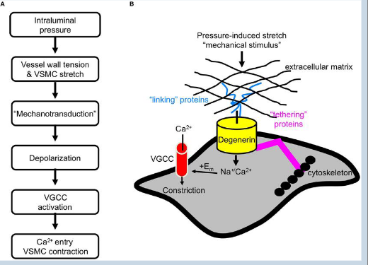 <p>1. Arterial pressure increases (e.g. stress or exercise).</p><p>2. <span style="color: purple;">Afferent </span>arteriole wall<span style="color: purple;"> stretches under increased pressu</span>re.</p><p>3. Vascular smooth muscle cells <span style="color: purple;">(VSMC) detect stretc</span>h.</p><p>4. “<span style="color: purple;">Mechanotransduction</span>” leads to <span style="color: purple;">depolarisation of the VSMC membran</span>e.</p><p>5. Activates<span style="color: purple;"> voltage-gated Ca2+</span> channels.- remember Ca2+ for actin-myosin movement</p><p>6. Influx of Ca2+ leads to the<span style="color: purple;"> contraction of the VSMC.</span></p><p>7. Afferent arteriole <span style="color: purple;">constricts </span>reducing the <span style="color: purple;">renal blood flow to the glomerulus</span></p>